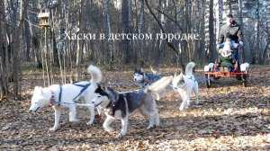 Хаски в упряжке в детском городке.