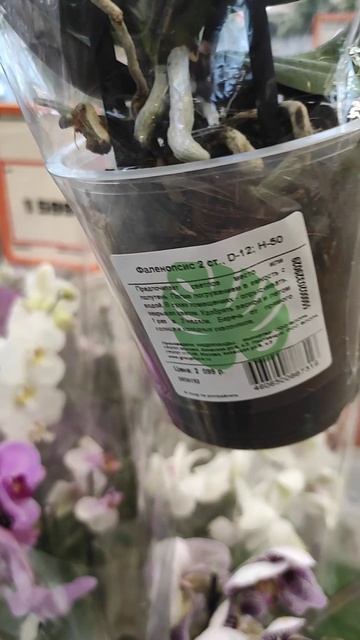 Фаленопсис Квин Кисс. Phalaenopsis Queen Kiss