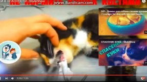 Копия видео "бедный куки досмотри до конца и увидиш"