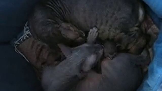 а нечистым трубочистам - стыд и срам! смотреть онлайн