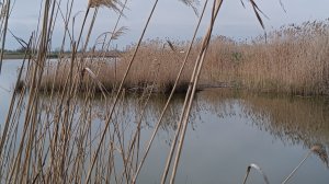 Маленькая речка! 20.04.2025г.#Кубань#канал#природа#весна