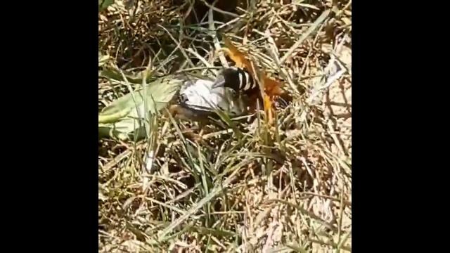 Cicada Killer Wasp - Injecting a paralyzing venom into a cicada - Sphecius speciosus смотреть онлайн