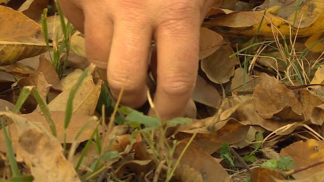 Защо е важно, орехът да е градински смотреть онлайн