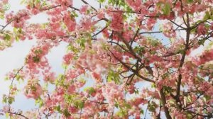 ВОССТАНОВЛЕНИЕ НЕРВНОЙ СИСТЕМЫ 🌿 Нежная музыка, успокаивает нервную систему и радует душу #21