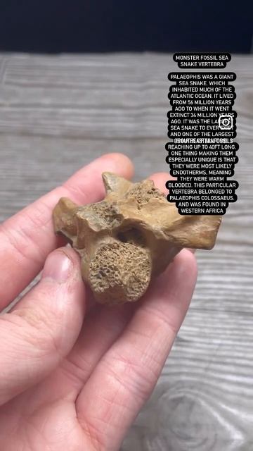 EXTINCT GIANT SEA SNAKE FOSSIL #animals #dinosaur #paleontology #science #fossil #snake #reptiles смотреть онлайн