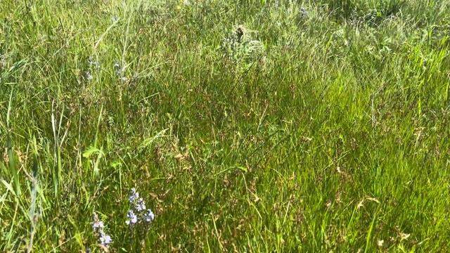 Актобе. Выезд на природу. Майские шашлыки в степи смотреть онлайн