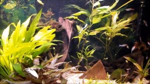 Rotmaulsalmler - Hemigrammus rhodostomus  bei GHA-Thulke …Rummy Nose Tetra Родостомус