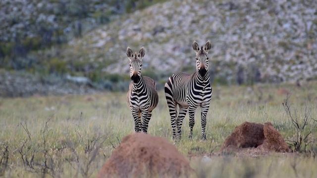 Cape mountain zebra