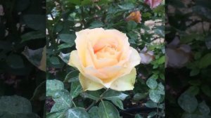 Роза Jalitah (Джалита)Interplant Roses Нидерланды, 2006г
