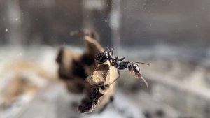 ЭТИ МУРАВЬИ ИЗДАЮТ ЗВУКИ | Giant harvester ant | Messor arenarius