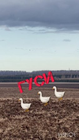 Гуси. Весенняя охота