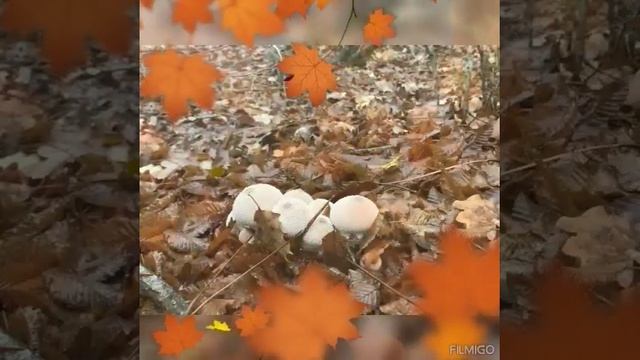 Грибы осенние! Рыжики. смотреть онлайн