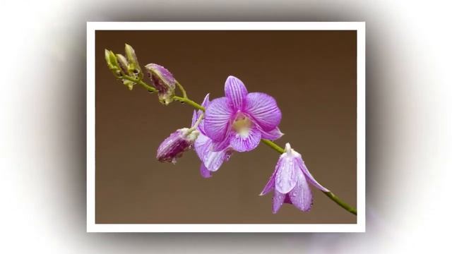 Цветочная симфония смотреть онлайн