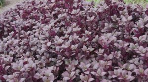 Red and Purple Foliage