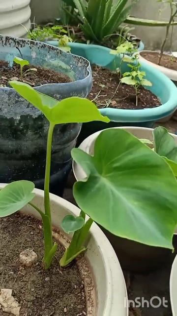 Rainy season best season to grow taro plant (arbi ka poudha) at home in pot on your terrace garden