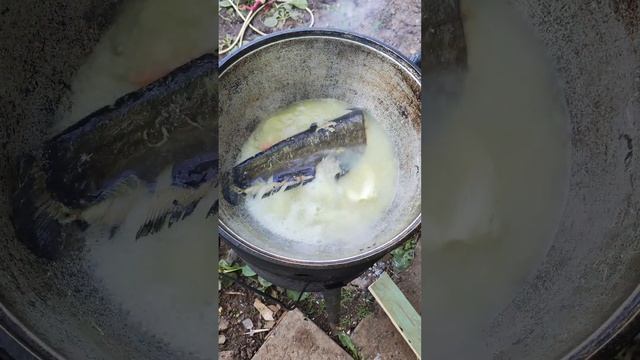 Самая вкусная уха из речной рыбы