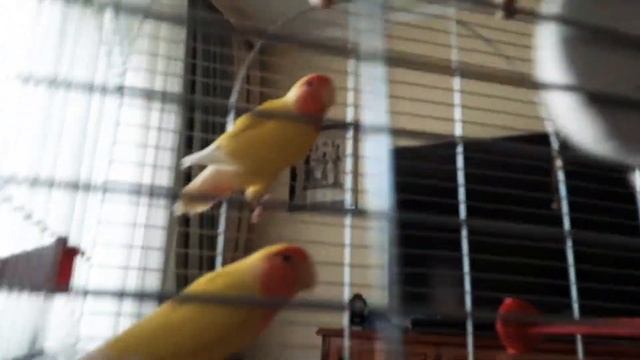 Попугаи ругают меня😡😡🐦🐦 смотреть онлайн