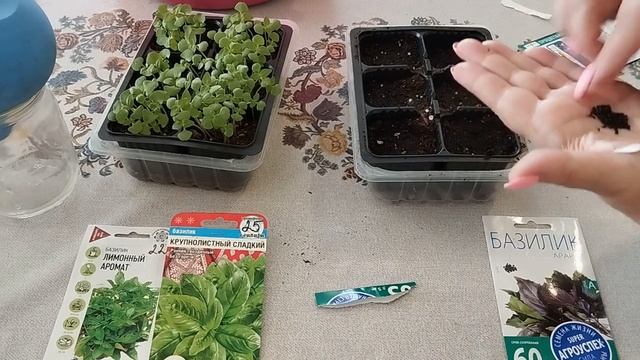 Выращиваем рассаду базилика на подоконнике Как вырастить правильно смотреть онлайн