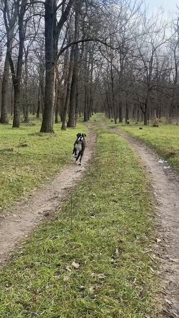 Немецкий боксер в полете #shorts #shortsvideo смотреть онлайн