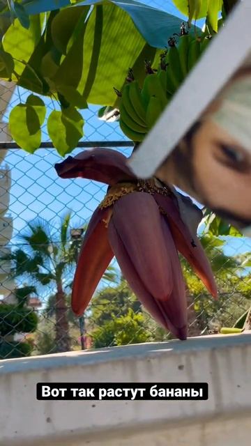 Вот так растут бананы в Алании