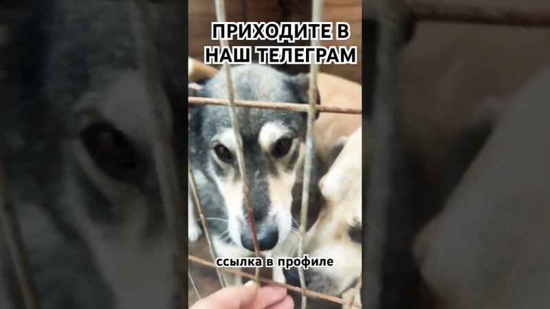 Доброе утречко #приютхвостатоесчастье