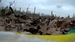 Прививка яблони Моди китайским прививочником 4