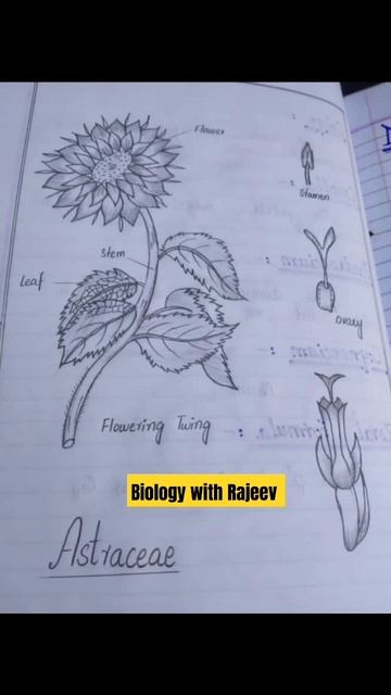 Asteraceae|plants family botany class 9, 11 biology 💐🥀🌼🌺☘️