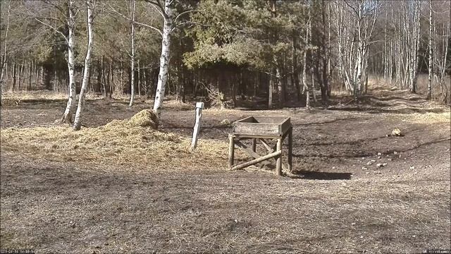 RMK Hirvekaamera. Riigimets. Estonia - Рийгиметц. Эстония. смотреть онлайн