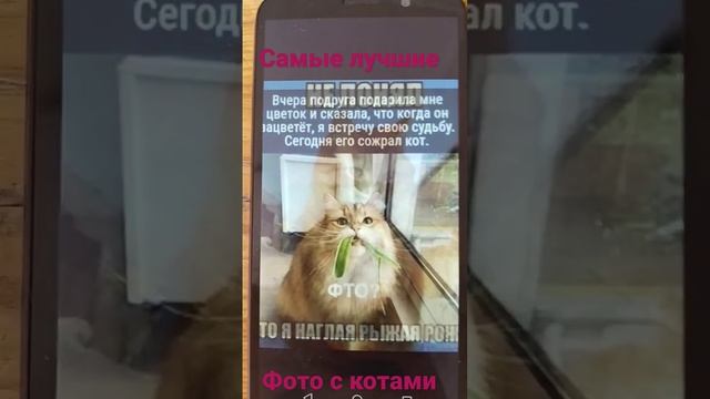 смешные коты (часть 1) смотреть онлайн