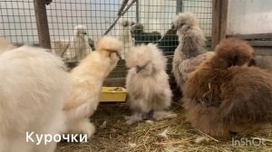 Китайские шелковые