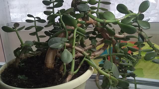 Формируем денежное дерево, привлекаем богатство смотреть онлайн