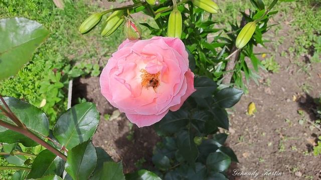 4K Красавица роза и неутомимый шмель _ Beauty rose and tireless bumblebee смотреть онлайн