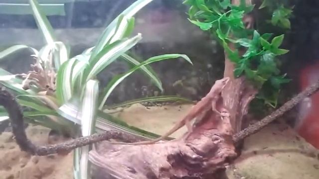 Roodkeel Anolis смотреть онлайн