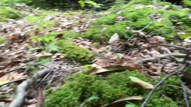 Listera smallii orchid pa 16b смотреть онлайн