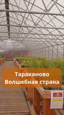 Полный выпуск уже на канале #садовыеноваторы , подписывайтесь! #ландшафтныйдизайн #сад #питомник