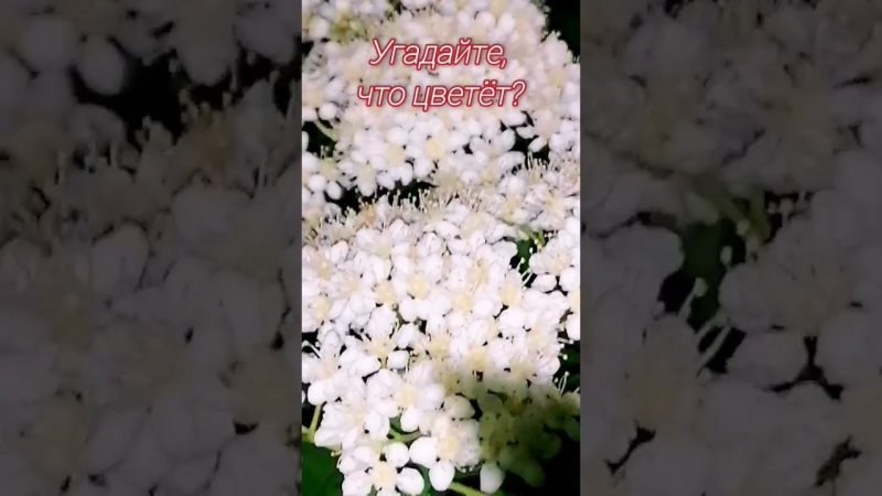 Угадайте, что цветёт? #sorts #лето #shortvideo #красотаприроды #сыктывкар #цветы #цветет