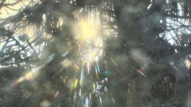 Alligator Swamp and Spoonbills 03-04-2019 21:55:23 - 22:55:26 смотреть онлайн