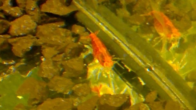 Беременная креветка смотреть онлайн