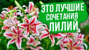 Лилии в саду! Лучшие сочетания лилий. Как собрать интересные композиции с лилиями в саду.