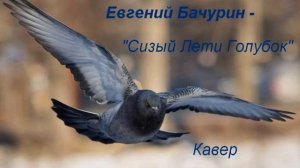 Е. Бачурин - Сизый Лети Голубок (Кавер Nailskey)