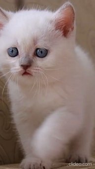 Забавные Котята. Кошка шотландская вислоухая. | Funny Kittens. Scottish fold Cat - 8 #Shorts.