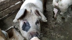 Две хрюшки ходят в базу✅ Свиньи просто едят и свинячат❗❗❗