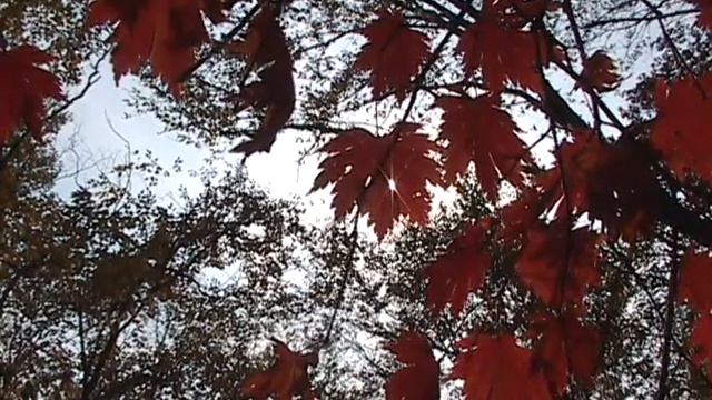 осень кленовые листья смотреть онлайн