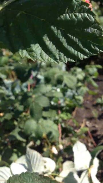 IMG 6794 смотреть онлайн