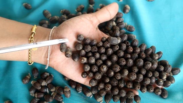 Help Remove Big Ticks On Palm Woman With Screwdriver #2010 смотреть онлайн