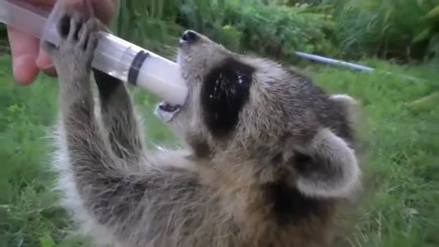 Championship fight against raccoon dog Чемпионский бой енота против собаки! смотреть онлайн