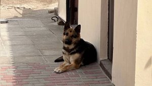 Мелитопольские голуби. За тех, кто после 20:00...