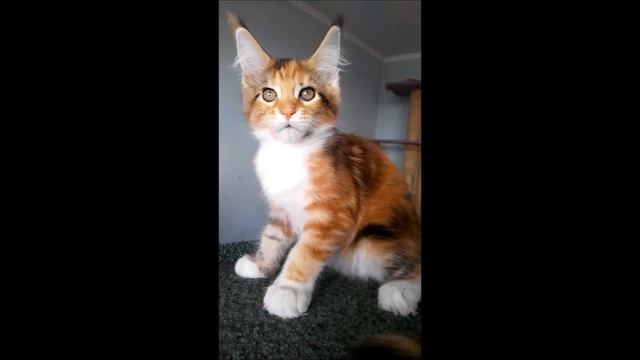 Rascoon Vincenta  11 weeks смотреть онлайн