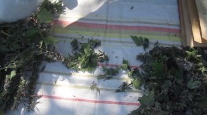 Пустырник, как заготовить и хранить.