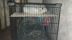 шиншилла в колесе